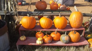 Pumplkin Patch